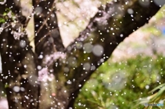 桜吹雪