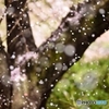 桜吹雪
