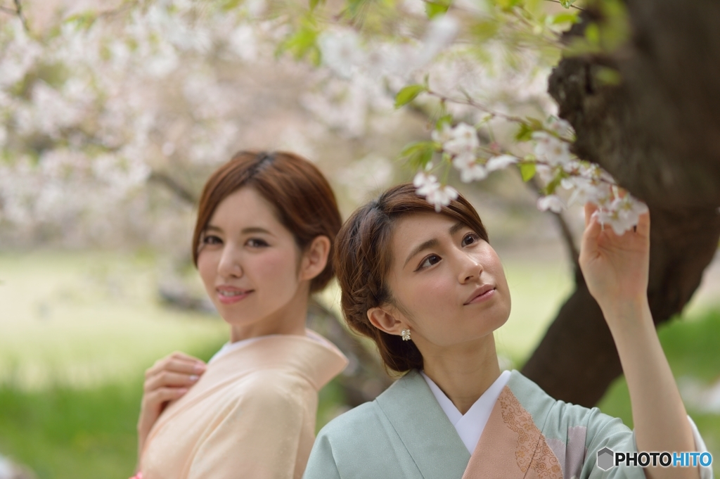 桜咲く着物べっぴんさん１