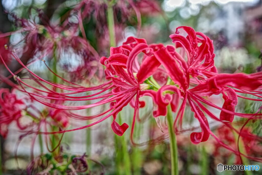 曼珠沙華