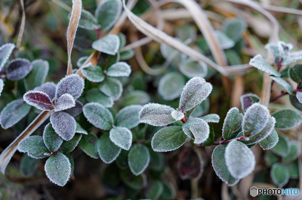 砂糖を塗したような