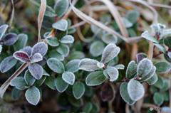 砂糖を塗したような