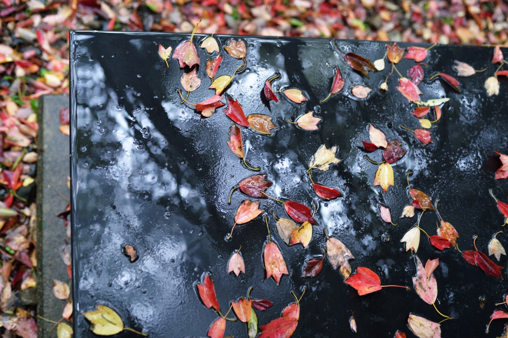 雨の日は紅葉日和