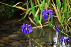 冬の兼六園1