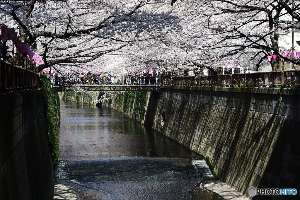 桜のトンネル