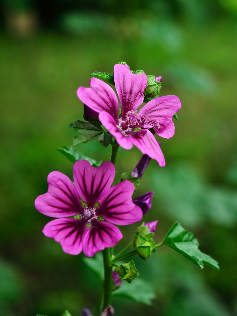 花(仮題)→銭葵