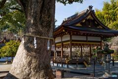 平野神社4