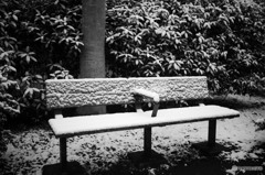 カメラをぶら下げ投票所へ