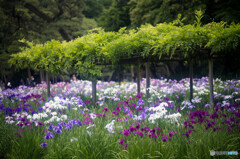 花菖蒲田