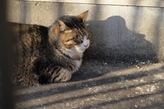 ひなたぼっこ