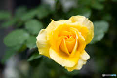 薔薇