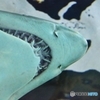 シーライフシドニー水族館4
