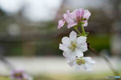 紅白の桜