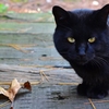 黒猫