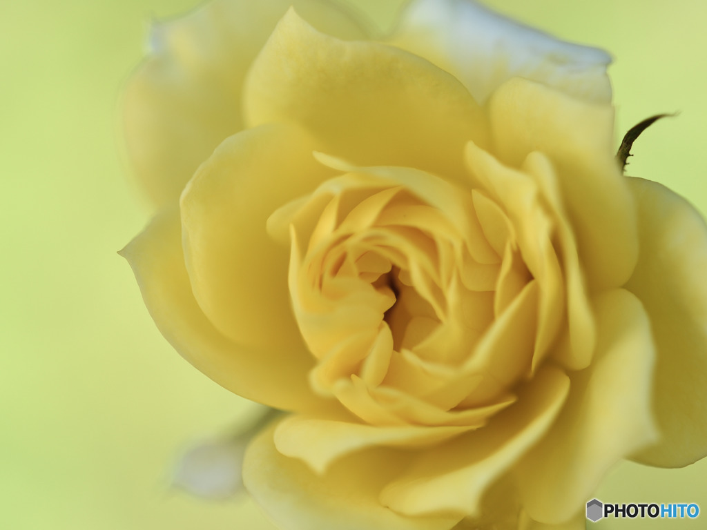 Yellow Doll