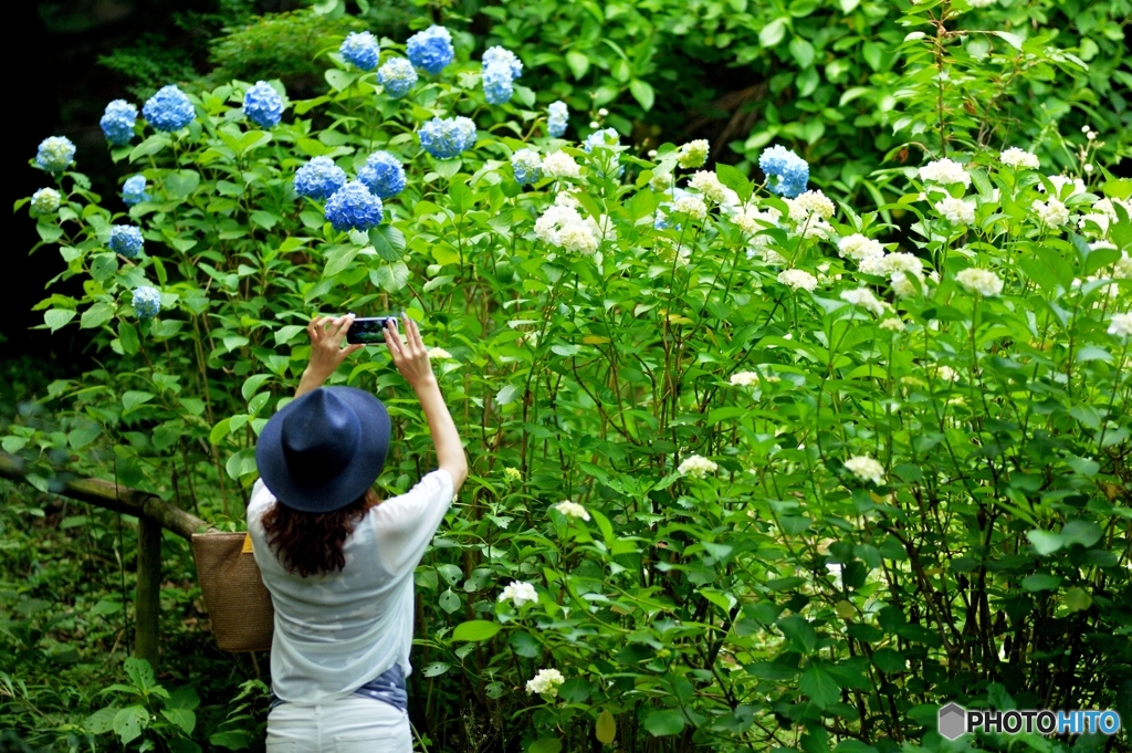紫陽花