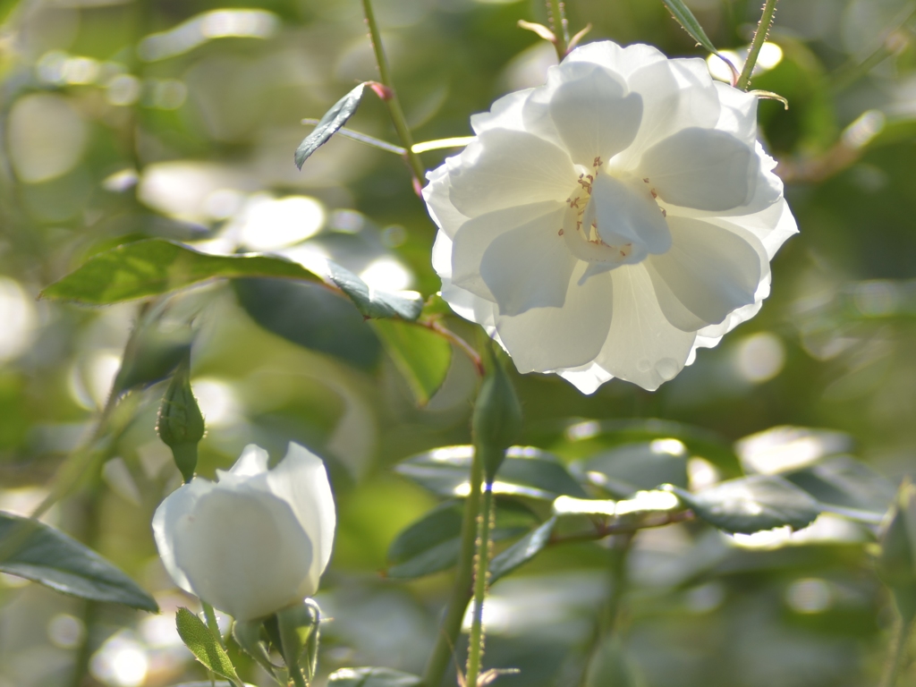 シュネービッチェン