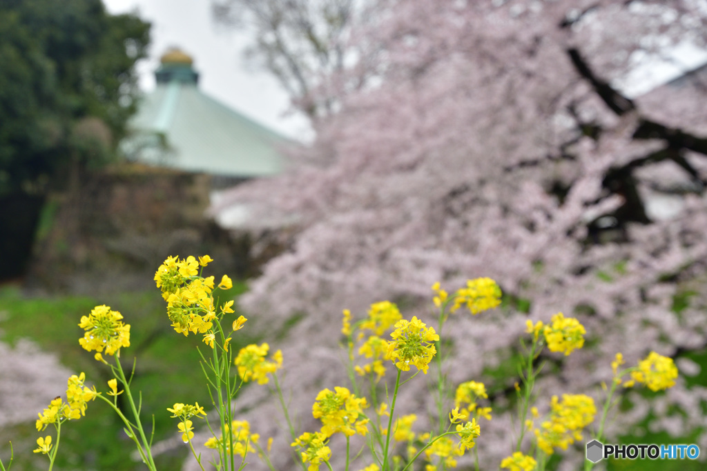 玉ねぎを背景に