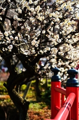 神社の白梅