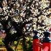 神社の白梅