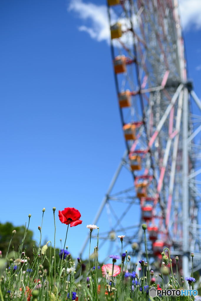 花と観覧車