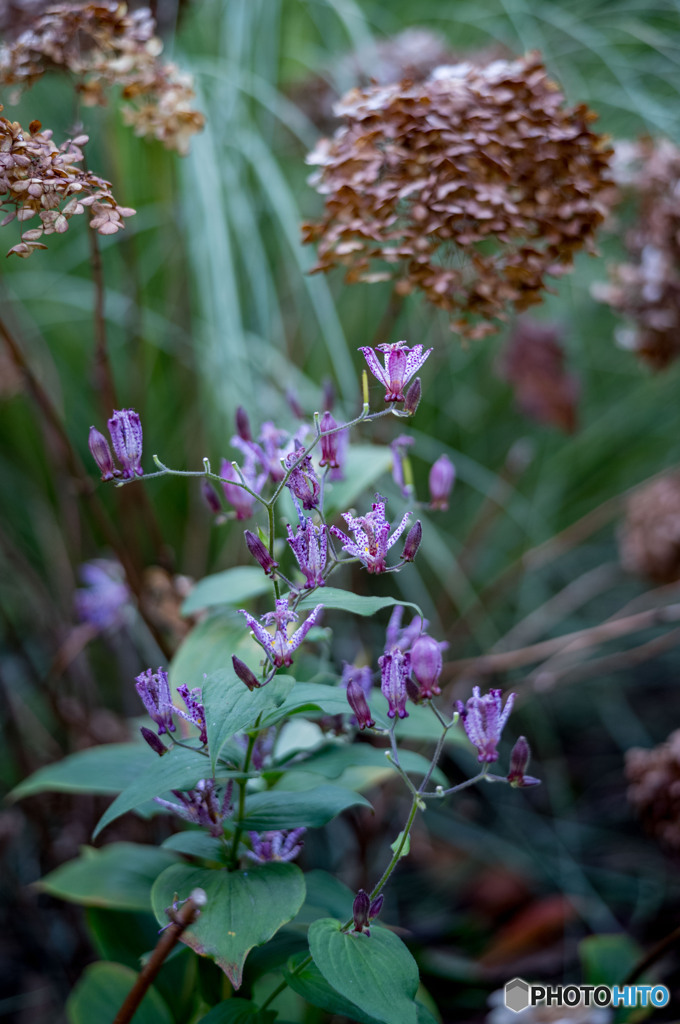 杜鵑と枯紫陽花