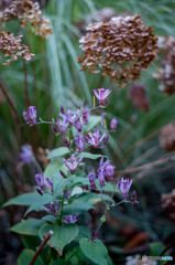 杜鵑と枯紫陽花
