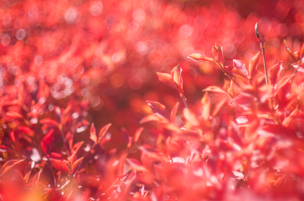 ドウダンツツジ