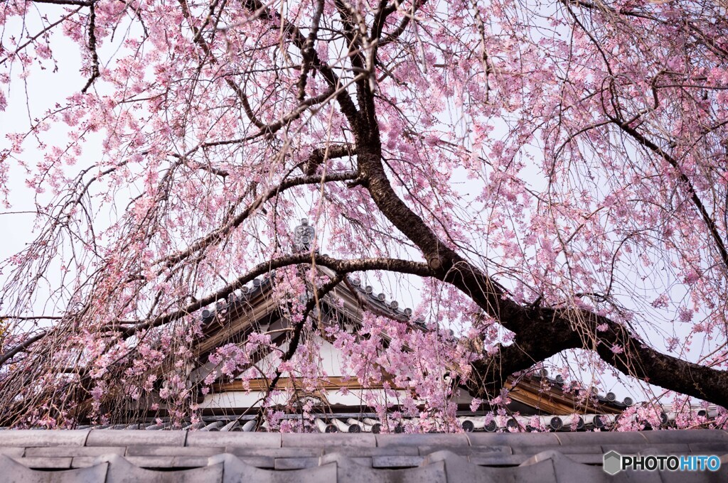 桜を探して谷中散策2