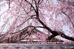 桜を探して谷中散策2