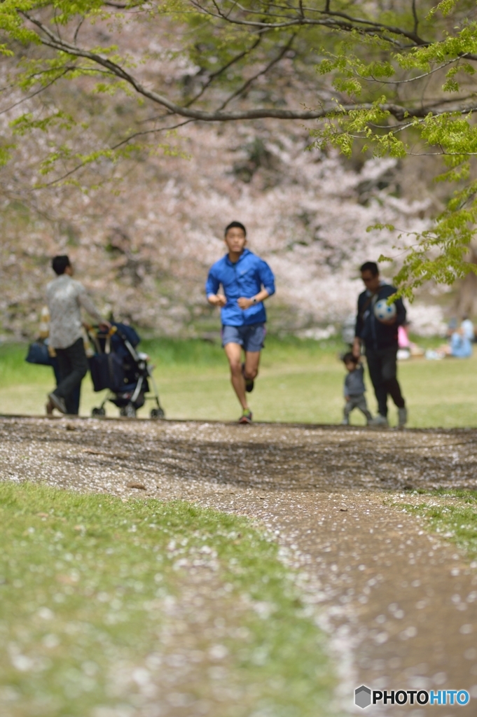 桜ロードを走る