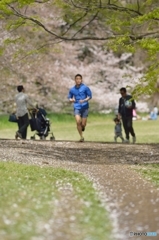 桜ロードを走る