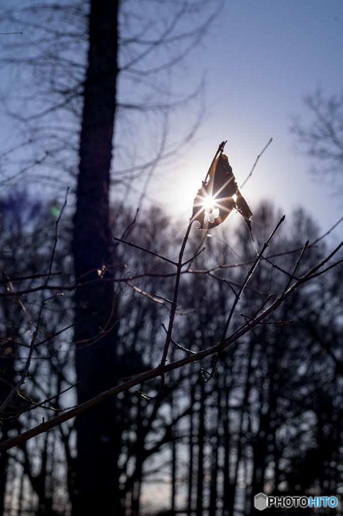 枯葉の隙間の太陽