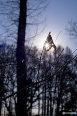枯葉の隙間の太陽