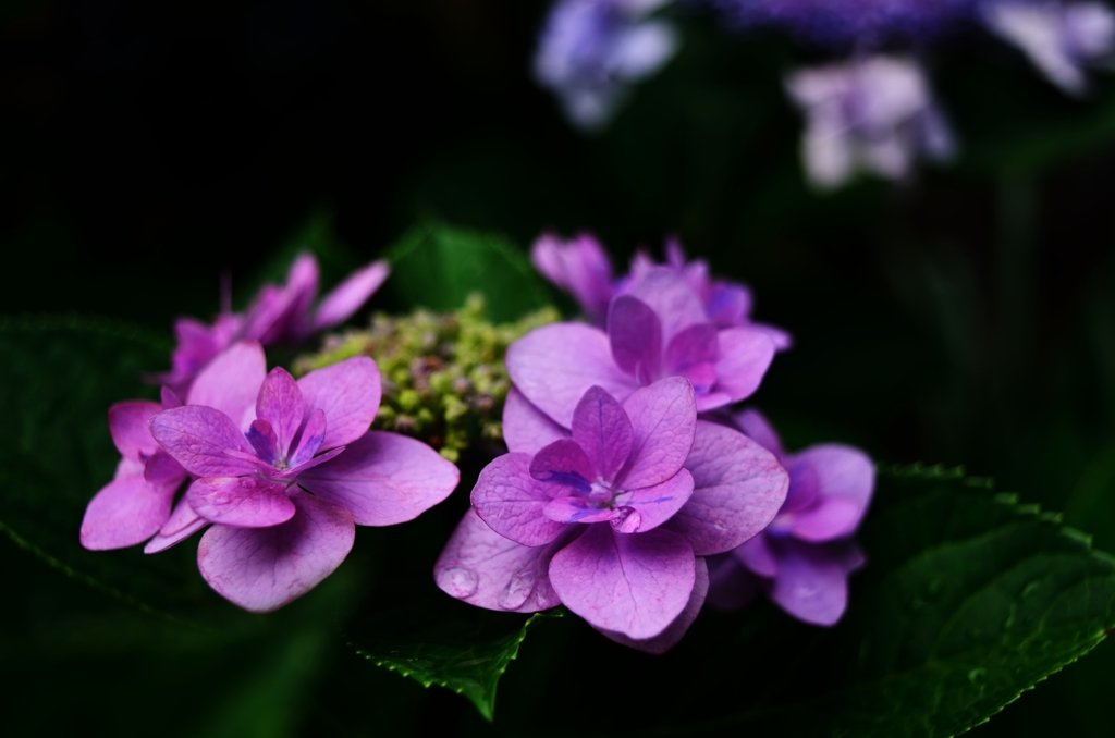 紫陽花