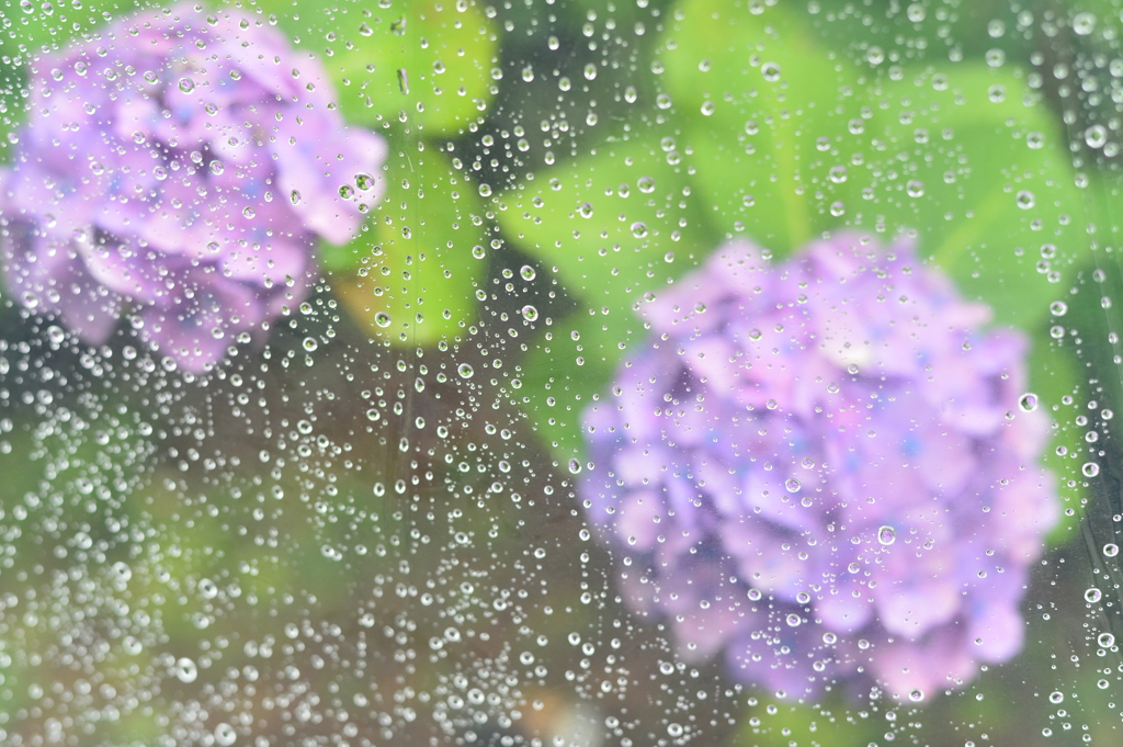 雨の散歩