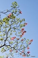 見上げる空の花水木