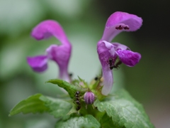 Violets &