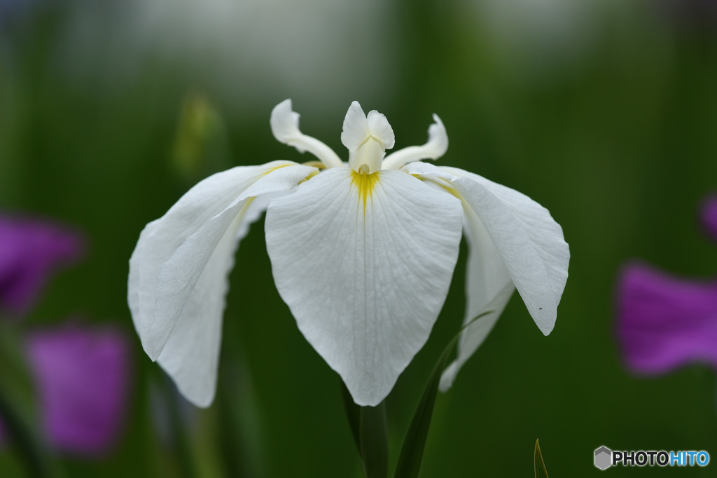 Japanese Iris