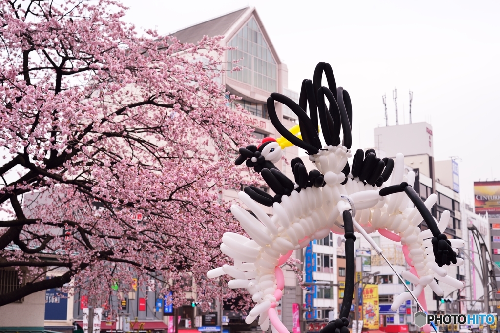 公園入口は満開！