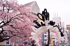 公園入口は満開！