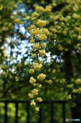 鈴なりの黄花