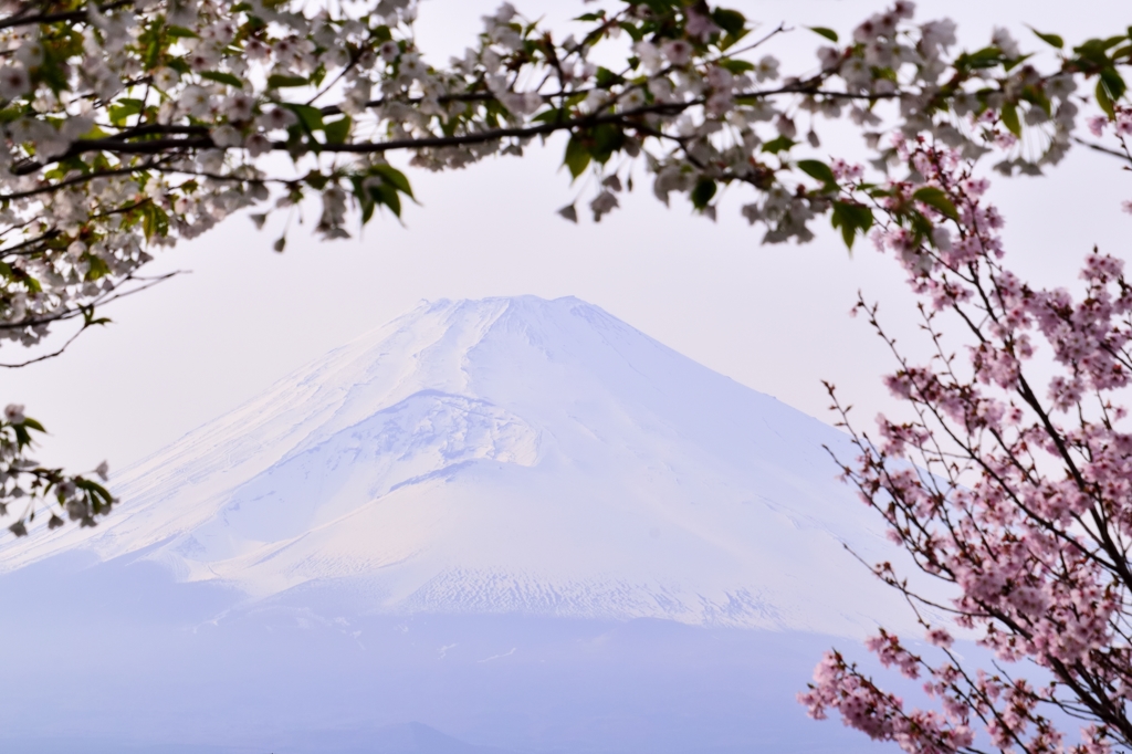 桜飾り