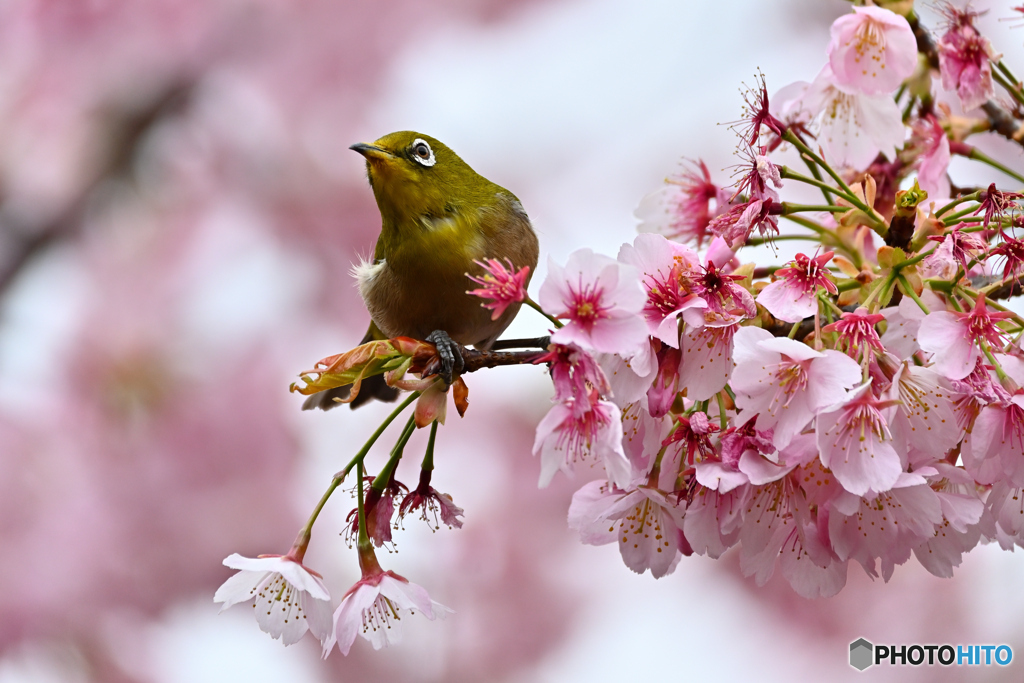 桜とメジロ