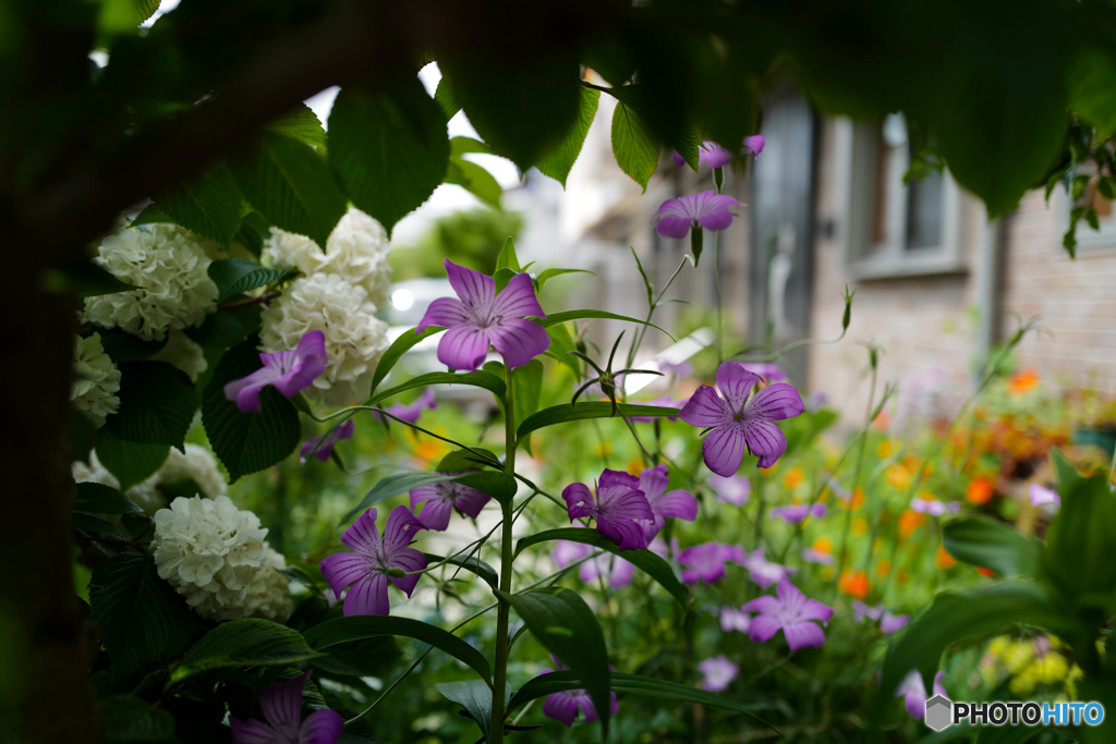 秘密の花園