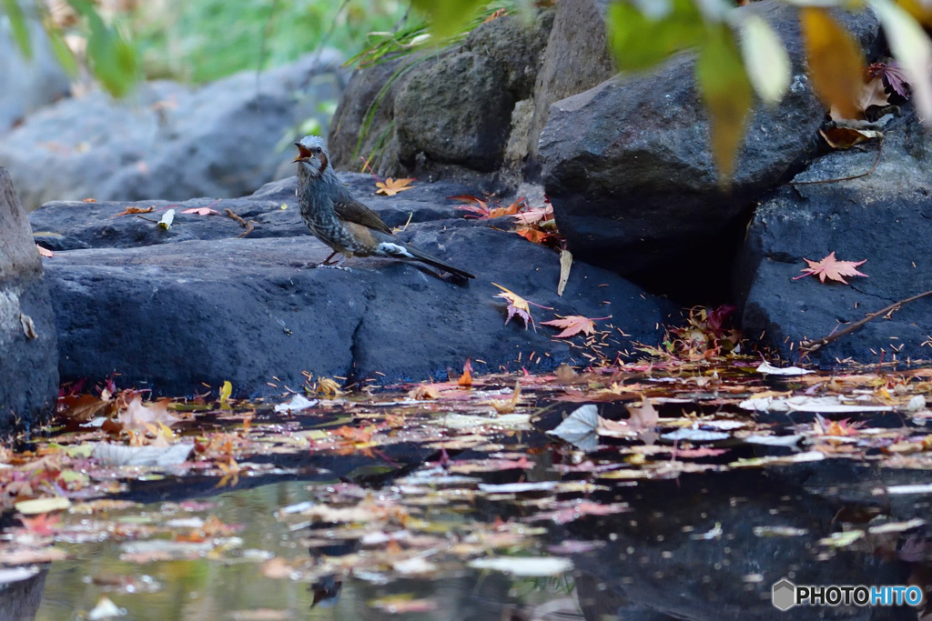 秋の野鳥