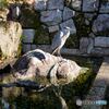 鷺