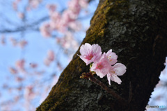 控えめに咲く