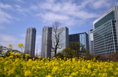 お花畑の向こうは
