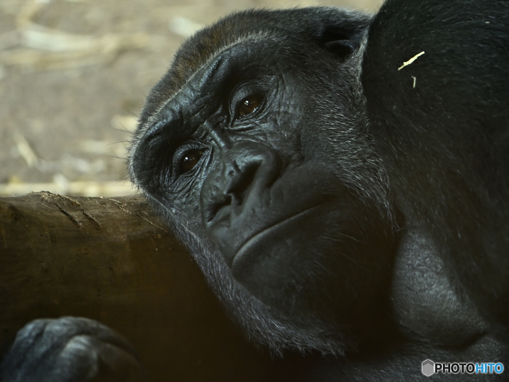 ぶらぶら動物園11